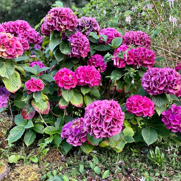 Meet your Posher, Sarah - Picture 1 of 1